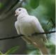 Dove Branch
