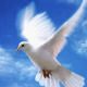 Dove Flying