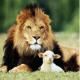Lion Lamb