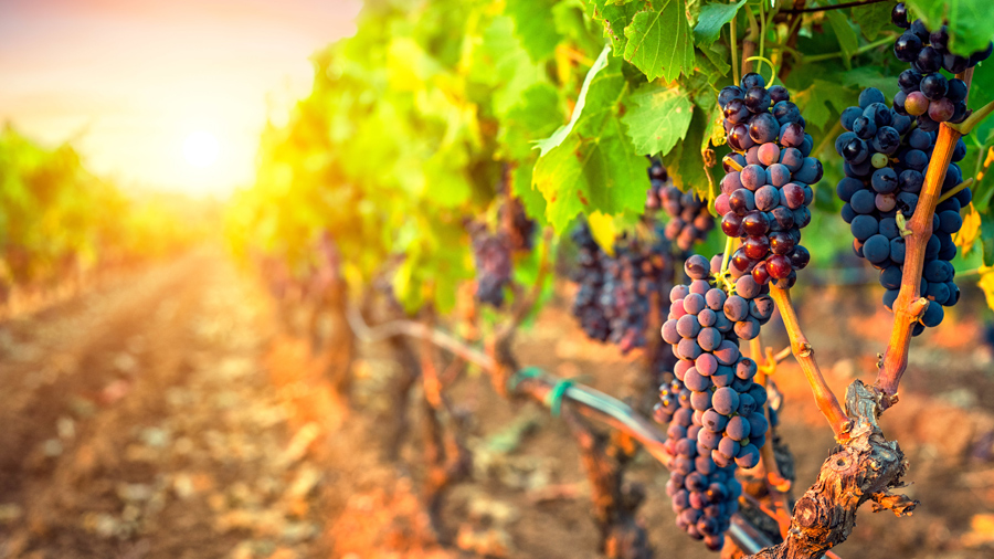 grapes-vineyard.jpg