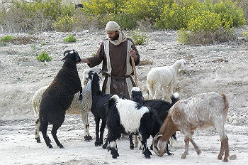 shepherd-av.jpg