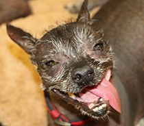 yoda_dog.jpg