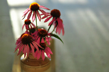 3133-large.jpg
