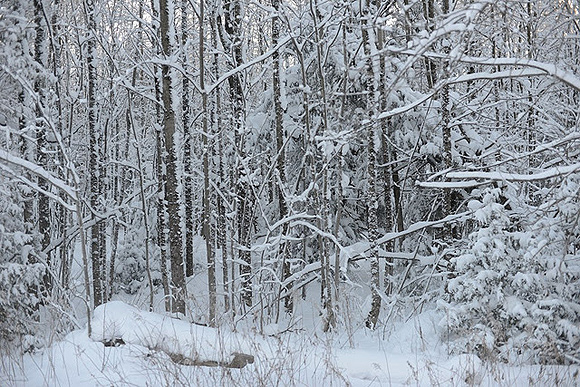 av_icy_trees.jpg