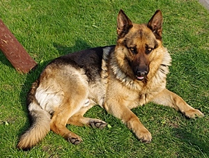 german_shepherd_family.jpg