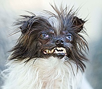 mean_dog.jpg