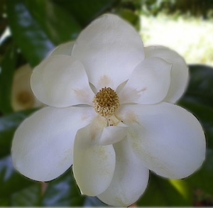 magnolia.jpg