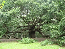 3076-large.jpg