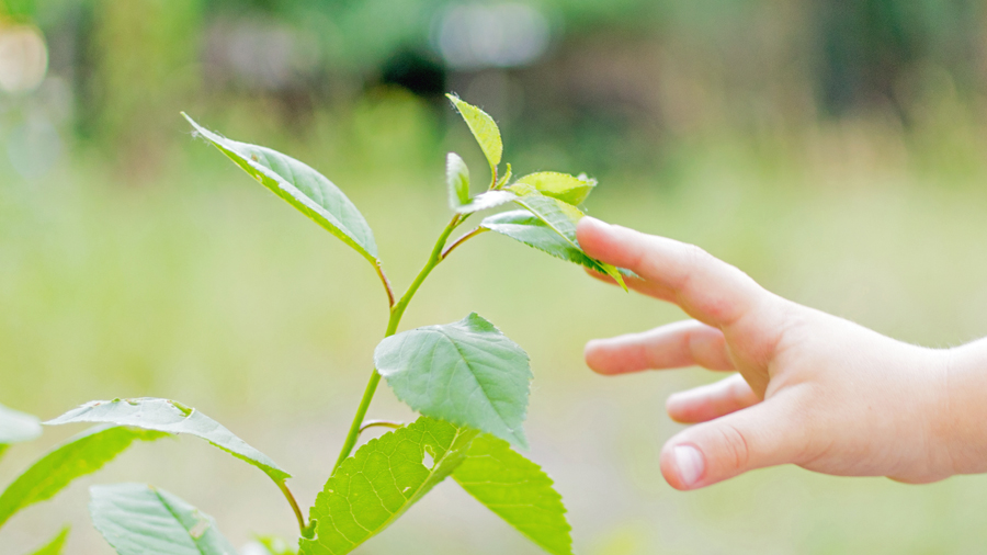 child_leaf-troyer.jpg